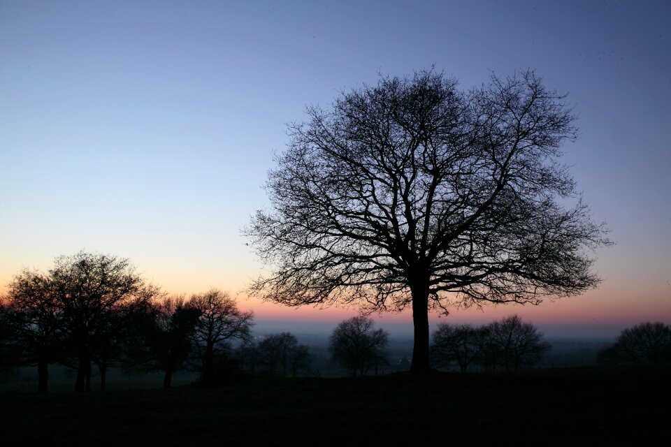 Sunset the herbaria trees