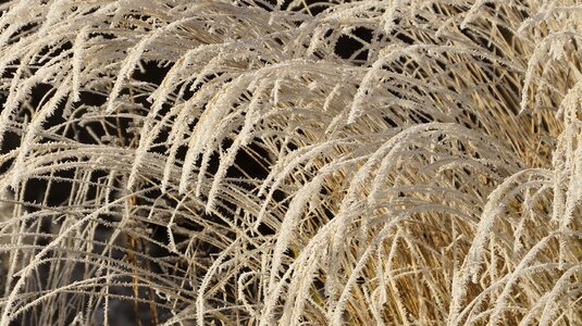 Wilted white winter photo