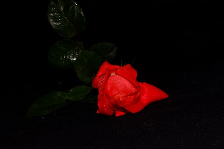 Color dark black