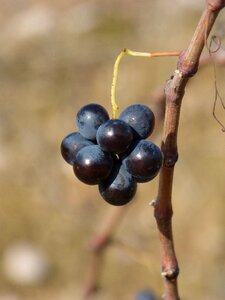 Priorat carroll vine