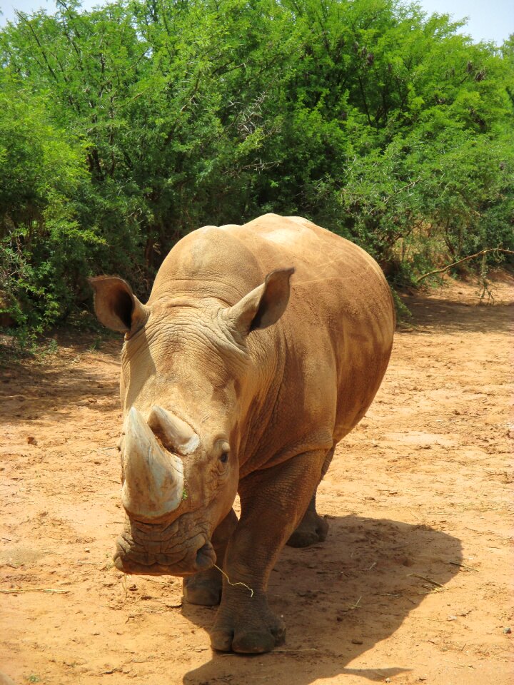 African animals africa animal