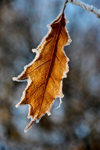 Nature winter winter magic