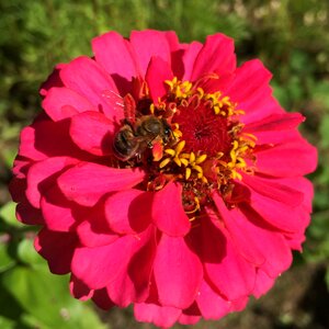 Pollination wildlife pollen