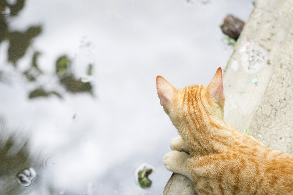 Water pet feline