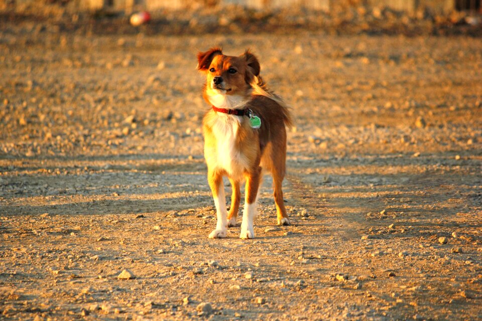 Dog training dog school evening sun