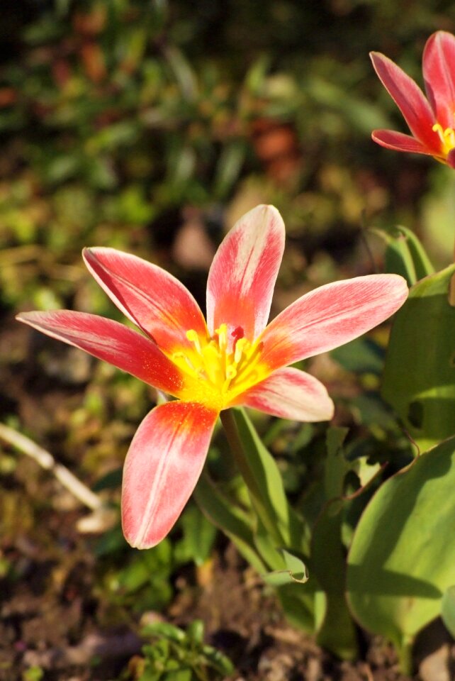 Yellow pink flowers floral photo