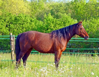Horses equine mare