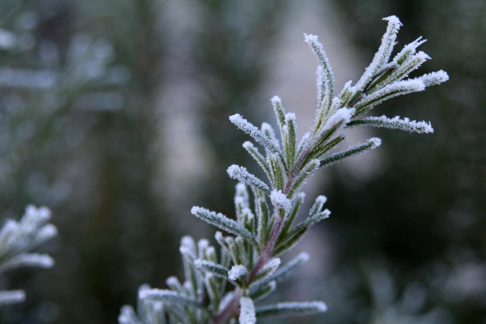 Rau hoarfrost nature