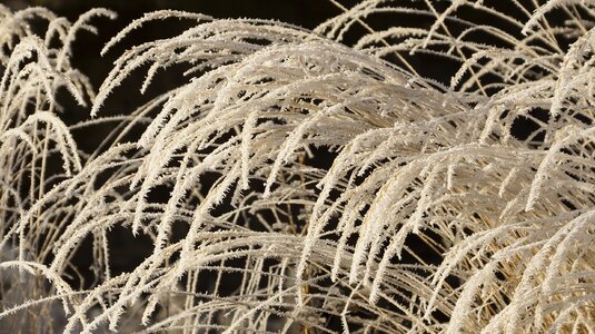 Wilted white winter photo