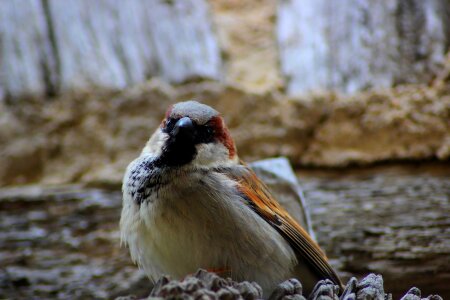 Little bird familiar bird