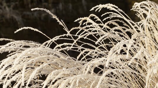 Wilted white winter photo