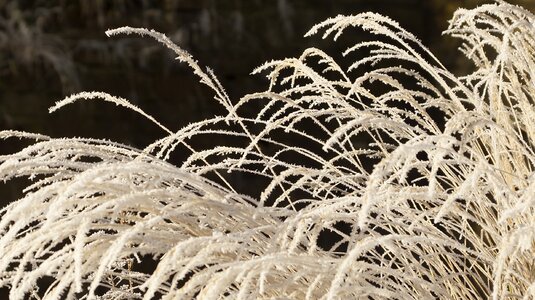 Wilted white winter