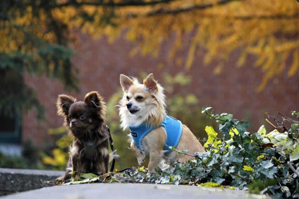 Nature purebred dog chihuahua
