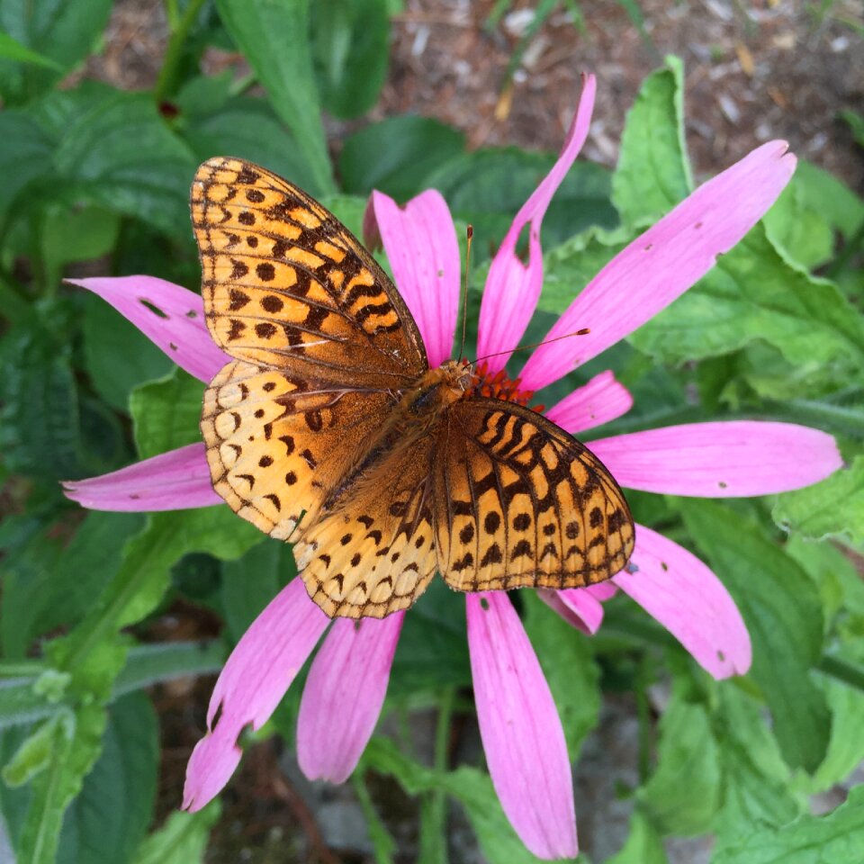 Pink spotted nature
