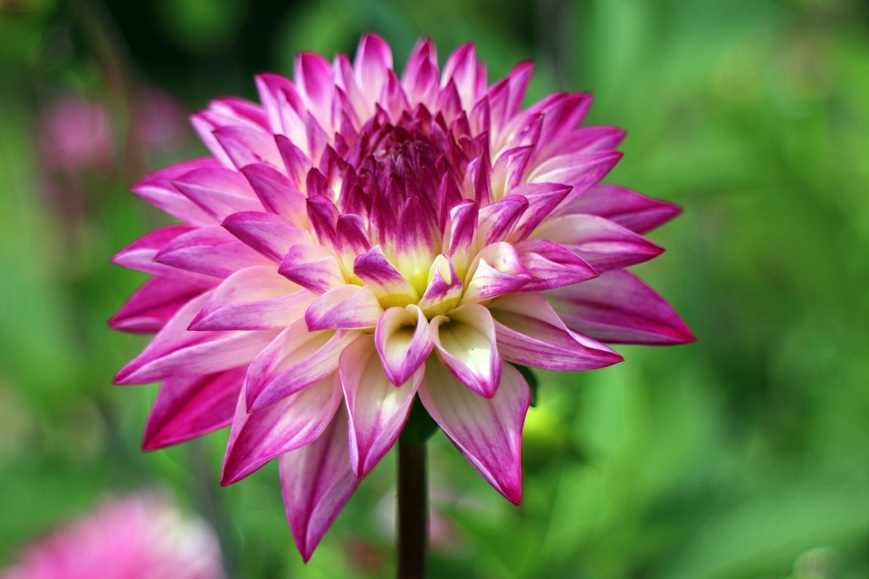 Plant composites flower garden
