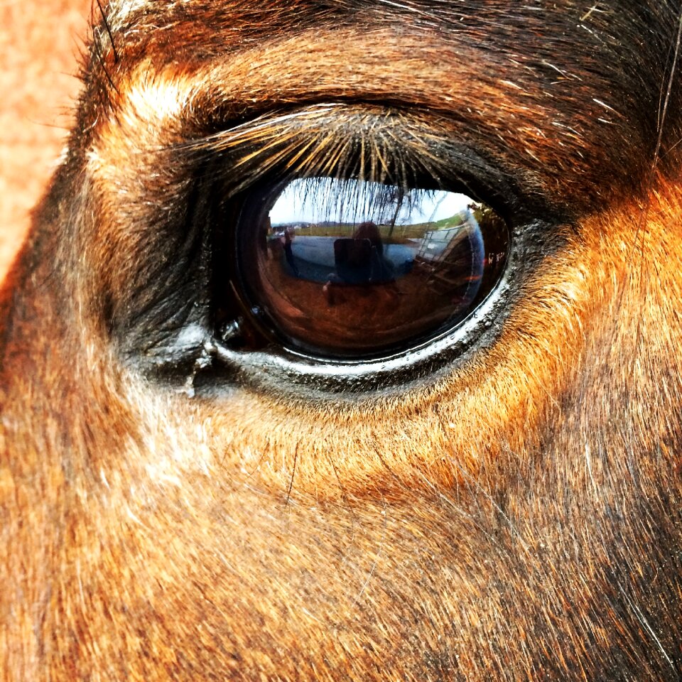 Eye horse eye beautiful