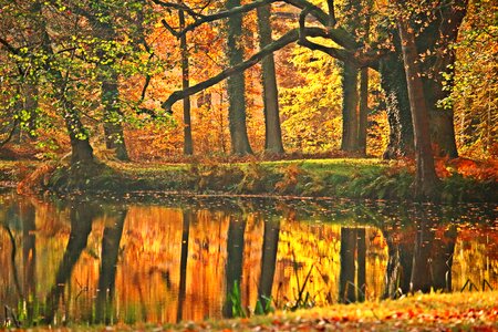 Pond trees colorful photo