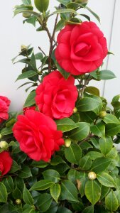 Bloom red nature
