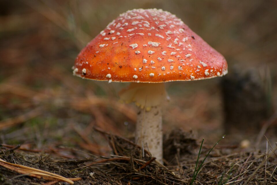 Red hat white spots forest