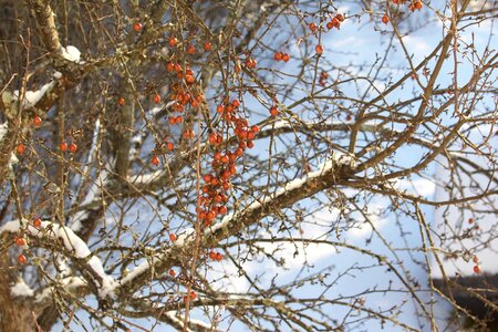Fruit garden snow