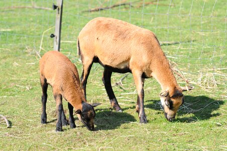 Farm herd cameroon sheep