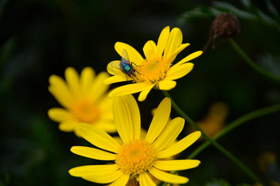 Nature yellow flowers flora