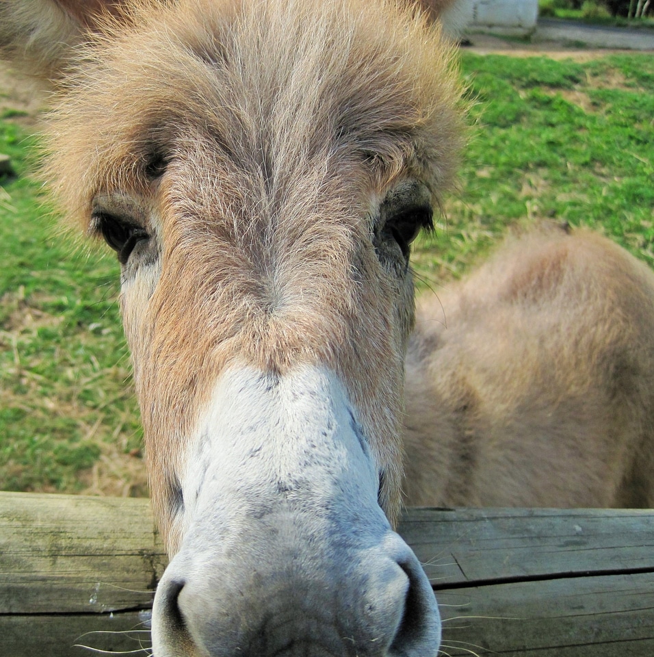 Face curious mammal