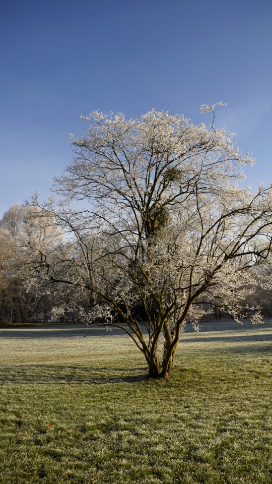 Meadow winter ice