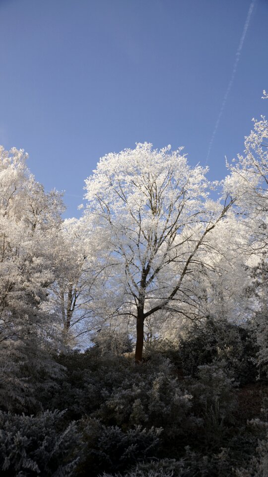 Tree white winter
