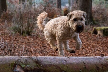 Autumn leaves irish soft coated wheaten terrier