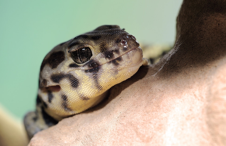 Reptile attention close up