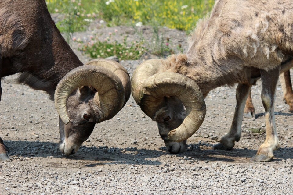 Sheep animal wildlife