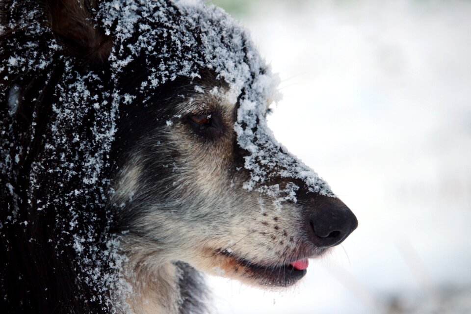 British sheepdog collie purebred dog