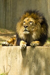 Laying down proud king of the jungle