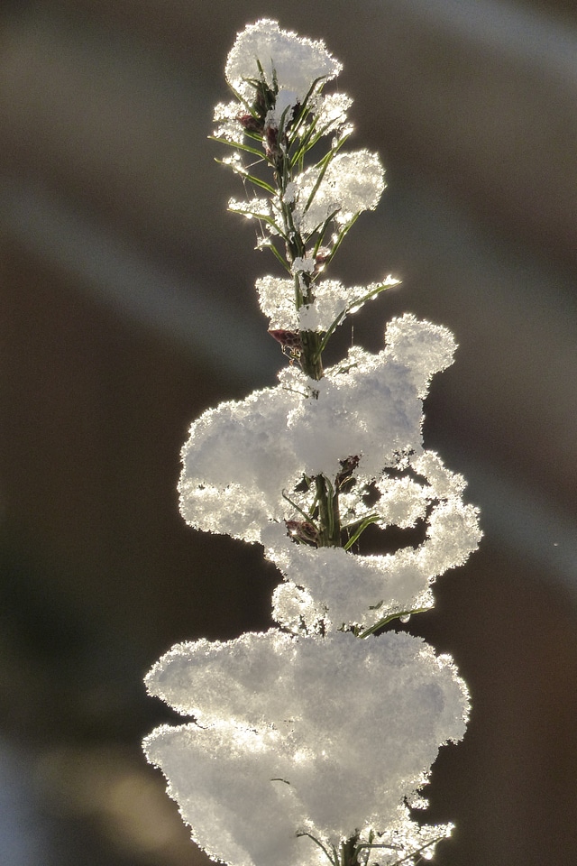 Snow cold canim lake photo