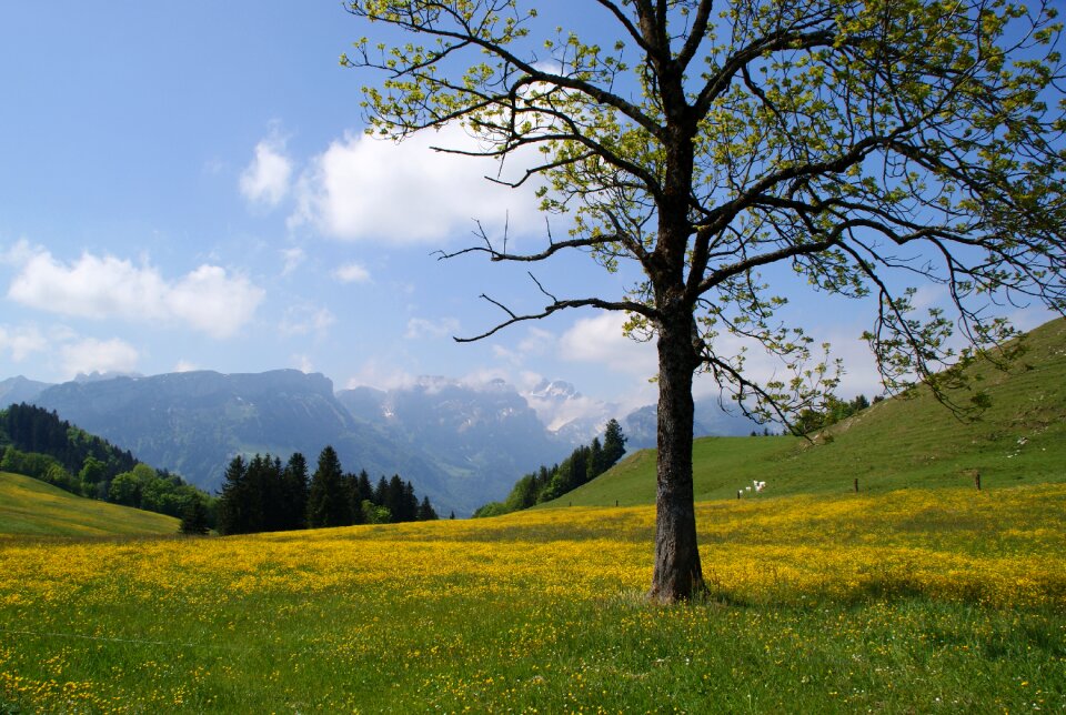 Mountains meadow spring