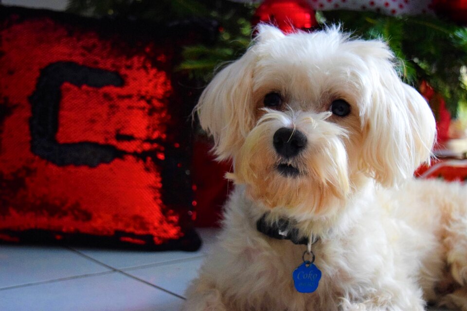 Christmas dog pets santa claus