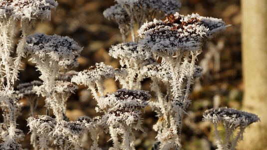 Dried wilted white photo