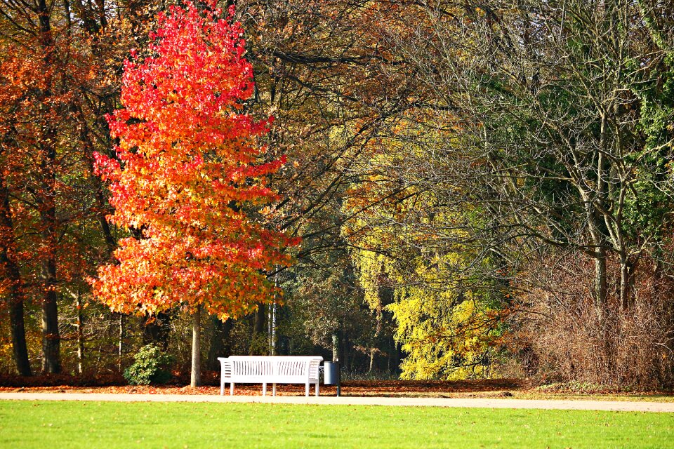 Tree park bench castle park