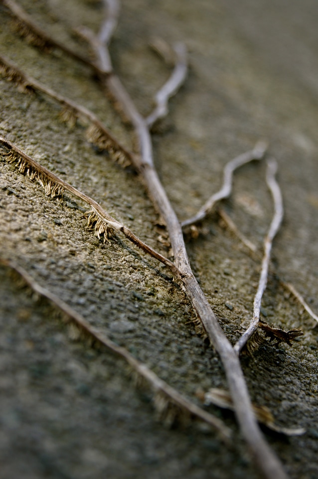 Plant branch insert