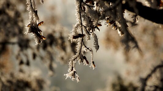 Christmas winter ice photo