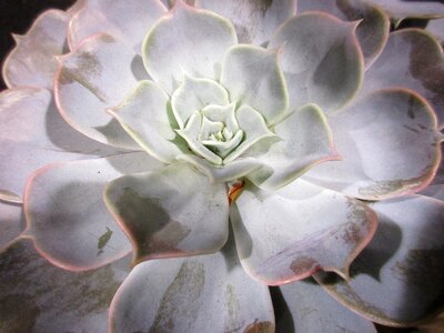 Nature texture rosette photo