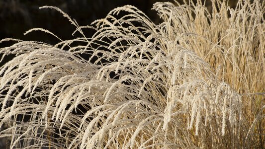 Wilted white winter photo