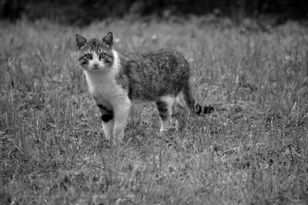Domestic animal cat eyes black and white photo