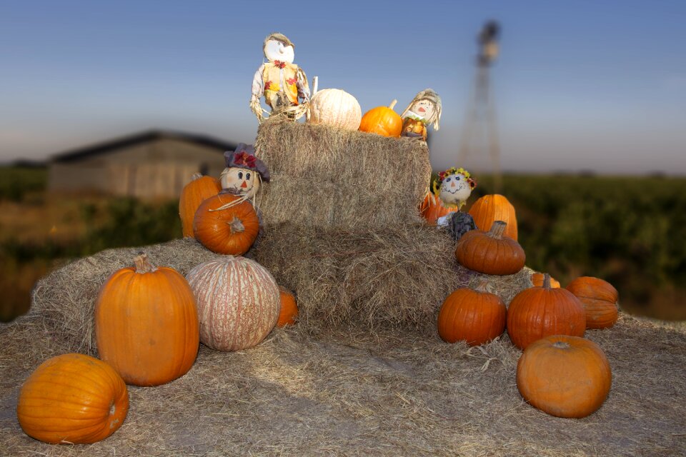 Orange halloween holiday