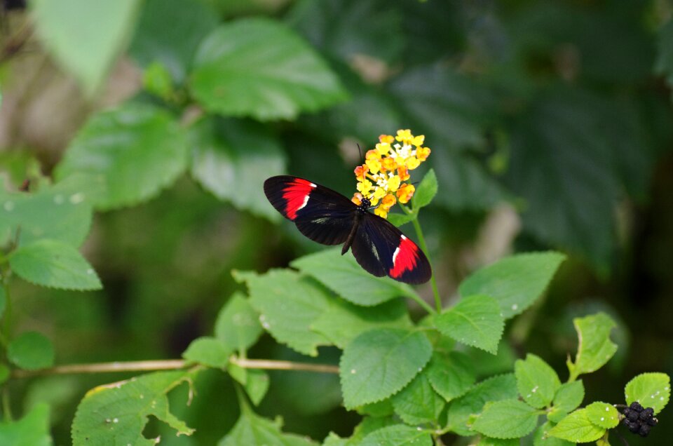 Wings insects animal
