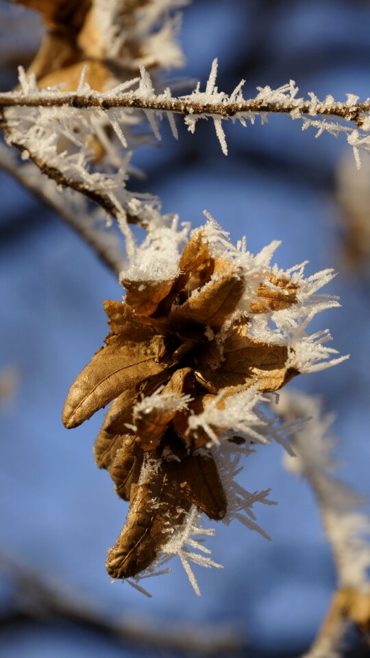 Leaves wilted withered