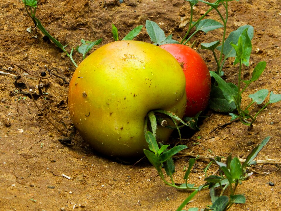 Garden ground agriculture