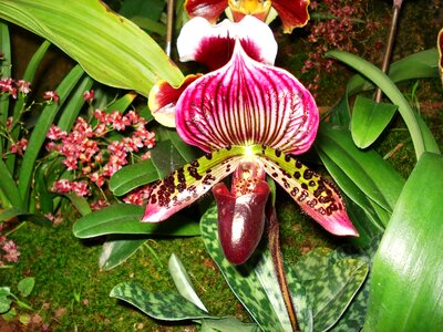 Orchid paphiopedilum paphio
