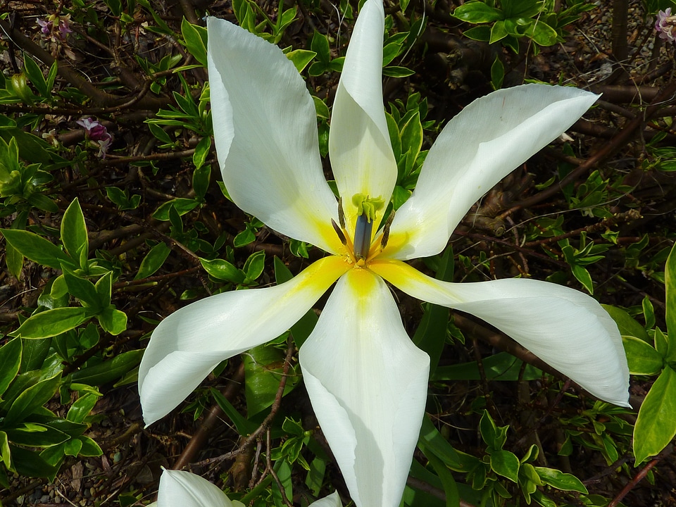 Plant macro blossom